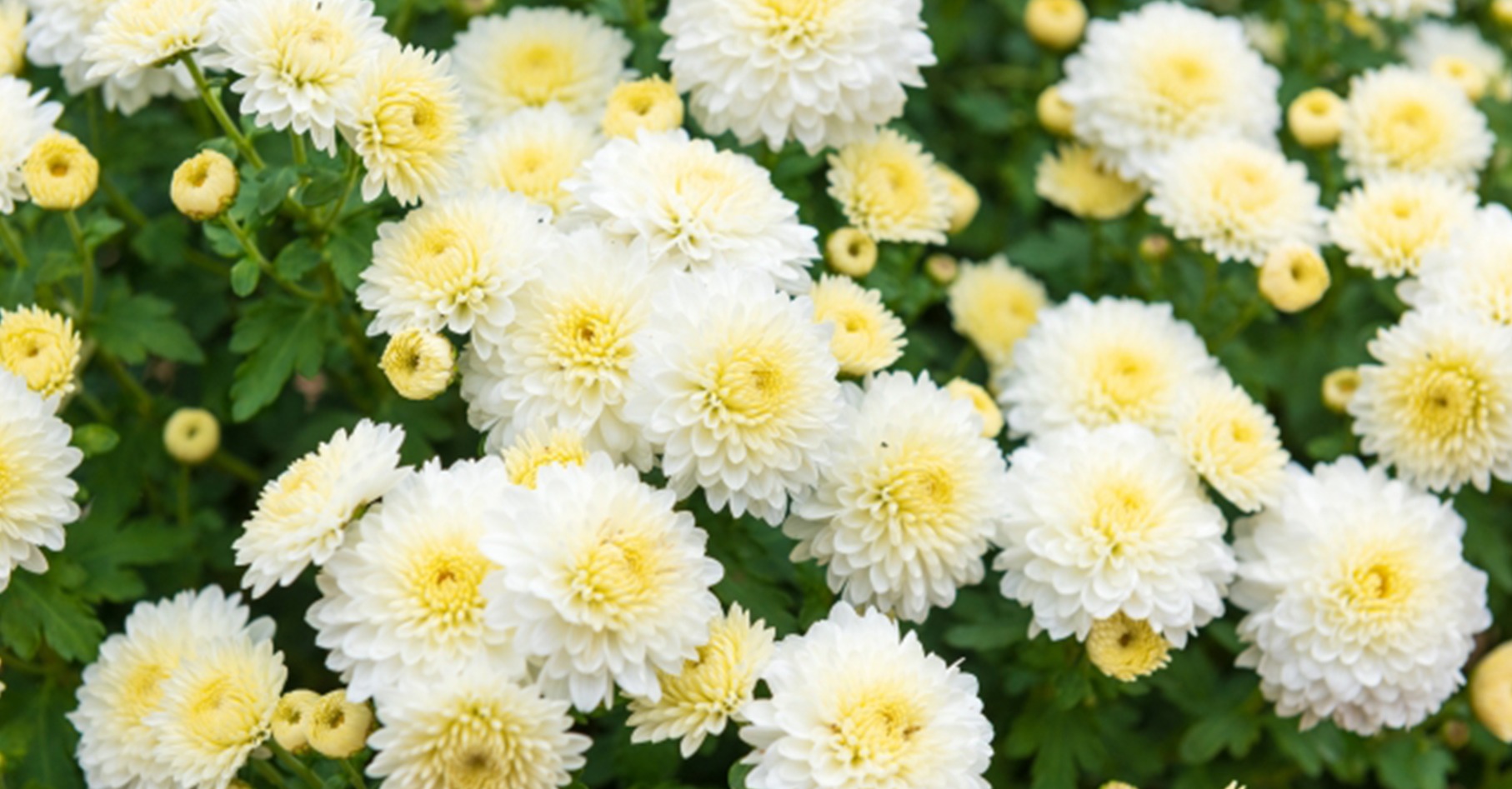 脱・税理士の菅原氏が構造を暴く!需要増でも淘汰は進む葬儀業界【過去最高の倒産件数】この業界の裏事情をお話しします。中小企業が学ぶべき悪評を払拭する方法とは